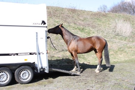 Bella im Verladetraining. Sie soll in den Hänger und steht unwillig vor der Rampe. Anne Pobell Ganzheitliches Pferdetraining Kundenecho